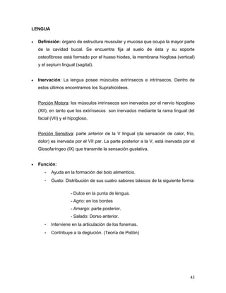 LENGUA

•   Definición: órgano de estructura muscular y mucosa que ocupa la mayor parte
    de la cavidad bucal. Se encuentra fija al suelo de ésta y su soporte
    osteofibroso está formado por el hueso hiodes, la membrana hioglosa (vertical)
    y el septum lingual (sagital).


•   Inervación: La lengua posee músculos extrínsecos e intrínsecos. Dentro de
    estos últimos encontramos los Suprahioídeos.


    Porción Motora: los músculos intrínsecos son inervados por el nervio hipogloso
    (XII), en tanto que los extrínsecos son inervados mediante la rama lingual del
    facial (VII) y el hipogloso.


    Porción Sensitiva: parte anterior de la V lingual (da sensación de calor, frío,
    dolor) es inervada por el VII par. La parte posterior a la V, está inervada por el
    Glosofaríngeo (IX) que transmite la sensación gustativa.


•   Función:
       -   Ayuda en la formación del bolo alimenticio.
       -   Gusto: Distribución de sus cuatro sabores básicos de la siguiente forma:

                      - Dulce en la punta de lengua.
                      - Agrio: en los bordes
                      - Amargo: parte posterior.
                      - Salado: Dorso anterior.
       -   Interviene en la articulación de los fonemas.
       -   Contribuye a la deglución. (Teoría de Pistón)




                                                                                   45
 