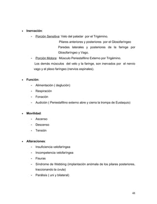 •   Inervación:
       -    Porción Sensitiva: Velo del paladar por el Trigémino.
                               Pilares anteriores y posteriores por el Glosofaríngeo
                              Paredes laterales y posteriores de la faringe por
                              Glosofaríngeo y Vago.
       -    Porción Motora: Músculo Periestafilino Externo por Trigémino.
           Los demás músculos del velo y la faringe, son inervados por el nervio
           vago y el plexo faríngeo (nervios espinales).


•   Función:
       -    Alimentación ( deglución)
       -    Respiración
       -    Fonación
       -    Audición ( Periestafilino externo abre y cierra la trompa de Eustaquio)


•   Movilidad:
       -    Ascenso
       -    Descenso
       -    Tensión


•   Alteraciones:
       -    Insuficiencia velofaríngea
       -    Incompetencia velofaríngea
       -    Fisuras
       -    Síndrome de Webbing (implantación anómala de los pilares posteriores,
            traccionando la úvula)
       -    Parálisis ( uni y bilateral)




                                                                                       48
 