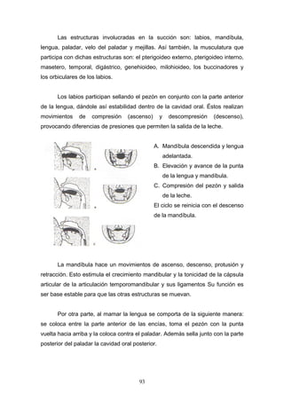 Las estructuras involucradas en la succión son: labios, mandíbula,
lengua, paladar, velo del paladar y mejillas. Así también, la musculatura que
participa con dichas estructuras son: el pterigoideo externo, pterigoideo interno,
masetero, temporal, digástrico, genehioideo, milohioideo, los buccinadores y
los orbiculares de los labios.


       Los labios participan sellando el pezón en conjunto con la parte anterior
de la lengua, dándole así estabilidad dentro de la cavidad oral. Éstos realizan
movimientos     de   compresión     (ascenso)      y     descompresión    (descenso),
provocando diferencias de presiones que permiten la salida de la leche.


                                                A. Mandíbula descendida y lengua
                                                       adelantada.
                                                B. Elevación y avance de la punta
                                                       de la lengua y mandíbula.
                                                C. Compresión del pezón y salida
                                                       de la leche.
                                                El ciclo se reinicia con el descenso
                                                de la mandíbula.




       La mandíbula hace un movimientos de ascenso, descenso, protusión y
retracción. Esto estimula el crecimiento mandibular y la tonicidad de la cápsula
articular de la articulación temporomandibular y sus ligamentos Su función es
ser base estable para que las otras estructuras se muevan.


       Por otra parte, al mamar la lengua se comporta de la siguiente manera:
se coloca entre la parte anterior de las encías, toma el pezón con la punta
vuelta hacia arriba y la coloca contra el paladar. Además sella junto con la parte
posterior del paladar la cavidad oral posterior.




                                        93
 