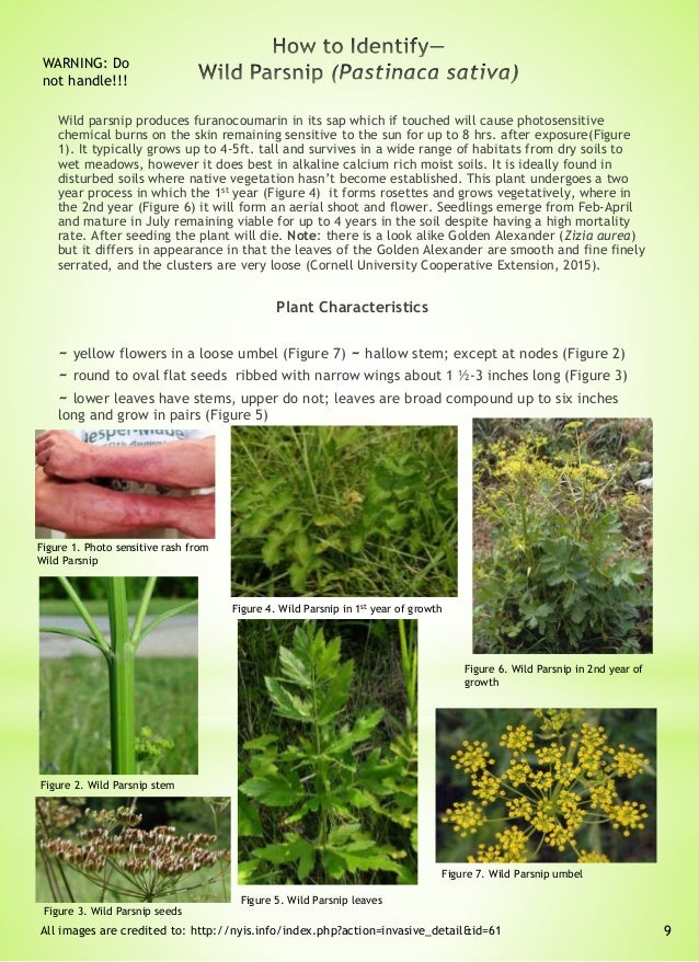 Guide to Assessing Invasive Plants