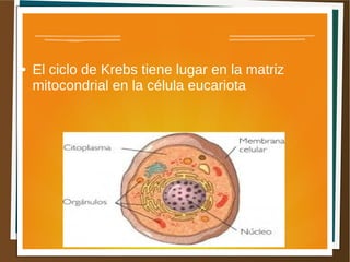 ● El ciclo de Krebs tiene lugar en la matriz
mitocondrial en la célula eucariota
 