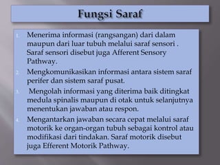 1. Menerima informasi (rangsangan) dari dalam
maupun dari luar tubuh melalui saraf sensori .
Saraf sensori disebut juga Afferent Sensory
Pathway.
2. Mengkomunikasikan informasi antara sistem saraf
perifer dan sistem saraf pusat.
3. Mengolah informasi yang diterima baik ditingkat
medula spinalis maupun di otak untuk selanjutnya
menentukan jawaban atau respon.
4. Mengantarkan jawaban secara cepat melalui saraf
motorik ke organ-organ tubuh sebagai kontrol atau
modifikasi dari tindakan. Saraf motorik disebut
juga Efferent Motorik Pathway.
 