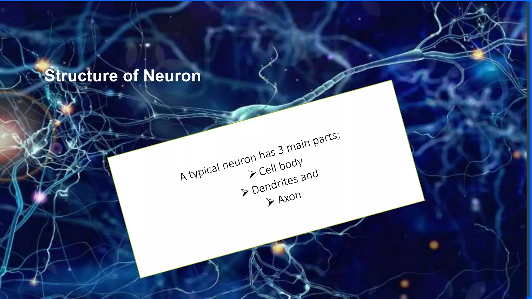 Contoso
S u i t e s
Structure of Neuron
 