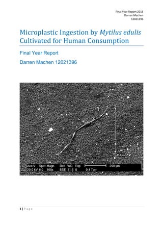 Final Year Report 2015
Darren Machen
12021396
1 | P a g e
Microplastic Ingestion by Mytilus edulis
Cultivated for Human Consumption
Final Year Report
Darren Machen 12021396
 