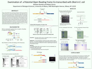 Examination of a Potential Open Reading Frame Co-transcribed with DksA in E. coli
Kathleen Barakat and Robert Osuna
Department of Biological Sciences, University at Albany, 1400 Washington Avenue, Albany, NY 12222
ABSTRACT
DksA is a critical transcription factor in Escherichia coli that plays an essential role in the response to
conditions of stress. DksA is an uncommon transcriptional regulator in that it binds directly to RNA
polymerase (RNAP) and not to DNA. Recent research has focused on acquiring detailed information on
how E. coli cells control the production of DksA in different growth conditions. There are three major
temporal promoters transcribing the dksA gene: P1, is highly expressed during early to mid exponential
growth phase, P2 is transiently expressed during entry into stationary phase, and P3 is a stationary phase-
specific promoter. The P3 promoter is dependent on the RpoS stress-dependent sigma factor. It is located
within the sfsA gene and is followed by what might possibly be a small open reading frame (ORF) of
unknown function. The goal of my work is to determine whether or not this ORF produces a protein
product that myight be co-expressed with dksA during stationary phase. To accomplish this, the segment
of DNA that transcribes the ORF was amplified by the polymerase chain reaction (PCR) such that a His6-
tag was added onto the C-terminal end of the putative ORF. The PCR product was purified, ligated on a
multicopy plasmid, and transformed into a wild-type E. coli strain. We then attempted to induce the
expression of the His6-tagged protein and purify it using Ni+-based affinity chromatography. Our results
repeatedly failed to detect induced levels of ORF polypeptide in different strains of E. coli. We therefore
reject the hypothesis that the putative open reading frame is translated into a polypeptide in vivo. These
results help clarify our picture of the roles played by the dksA promoters.
BACKGROUND
DksA is a transcription regulator that acts together with ppGpp
to mediate the Stringent Response
DksA Mediates its Effects By Binding to RNA Polymerase
CONCLUSION
RESULTS
Several temporal promoters transcribe dksA.
Hypothesis: The putative ORF encodes a polypeptide, which is co-expressed
with DksA during stationary phase
Matches to known Helix-Turn-Helix DNA binding motifs
MSVAAEGQRAVIFFAVLHSAITRFSPARHIDEKYAQLLSEAQQRGVEILAYKAEISAEGMALKKSLPVTL
I A S V A Q H V C L S P S R L S H L F R AraC
L Y D V A E Y A G V S Y Q T V S R V V N LacR
Q T K T A K D L G V Y Q S A I N K A I H Cro
T R K L A Q K L G V E Q P T L Y W H V K TetR
I K D V A R L A G V S V A T V S R V I N GalR
R A E I A Q R L G F R S P N A A E E H L LEXA
L L S E A Q Q R G V E I L A Y K A E I S ORF
Predicted ORF Polypeptide of 70 Amino Acids
Significance: Co-transcribed genes in bacteria are often involved in related
functions. As a putative polypeptide with a DNA-binding motif, the product of
ORF may be envisioned to collaborate with DksA in regulating gene expression
during stationary phase.
Approach:
To investigate whether ORF can be translated in vivo into a polypeptide, we
engineered a DNA construct with
• a C-terminal His6-tag on ORF
• an IPTG-inducible promoter (Ptac) transcribing ORF
Starvation/Stress
ppGpp
Starvation/Stress
ppGpp
Secondary Channel
Secondary Channel
DksA
DksA
Transcription Activation
Transcription Repression
DksA
ppGpp
ppGpp
Primer Extension Analysis
P2
P3
P1
S1-Nuclease Analysis
-154
-53
-475
1 2 3 4 50.5TGCA
Probe
Probe
Exp. Stat.
Hours of Growth
P1
P2
P3
A
B
C
1kbladder
CBA
Acrylamide gel electrophoresis
of PCR Products
PCR Strategy
*
*
100bpladder
Plasmids carrying Ptac-ORF
ControlPlasmid
5% Polyacrylamide Gel of candidate plasmids
carrying Ptac-ORF. Digestion with EcoRI and
HindIII releases a 340 bp DNA fragment containing
the Ptac-ORF-His6 construct.
Ni2+-IMAC Chromatography of Native Proteins
100 bp
200 bp
300 bp
400 bp
500 bp Ptac-ORF-His6
DNA insert
Plasmids carrying Ptac-ORF-His6 DNA
verified by restriction digestion
sfsA
sfsA
Grow Cells carrying:
-Plasmid with Ptac-ORF-His6
-Control Plasmid
Induce with IPTG
for 2 hours at 37°C
Collect and Lyse Cells
Bind to Ni2+-IMAC Affinity
Chromatography Column
Flow
Through
Wash Bound
Experimental Outline
Bound
SizeStandards
Lysate
Flowthrough
Wash
MW (kDa)
75
150
5
10
15
20
25
37
50
100
250
13 kDa
8.45 kDa expected size
Ni2+-IMAC Chromatography of Denatured Proteins
FlowThrough
PrecisionPlusLadder
ControlLysate
Ptac-ORF-His6Lysate
5
10
15
20
25
37
50
100
250
75
MW (kDa)
13 kDa
8.45 kDa expected size
Bound
SizeStandards
Control
Ptac-ORF
Ptac-ORF
Ptac-ORF
Control
Control
10 µg 20 µg 30 µg
5
10
15
20
25
37
50
100
250
75
MW (kDa)
8.45 kDa expected size
Proteins Expressed in ∆lon Strain
Proteins from ∆lon Strain Purifed by
Ni2+ - IMAC Chromatography
FT
FT
FT
FT
Wash
Wash
Wash
Wash
Bound
Bound
Bound
Bound
Ptac-ORF-His6Control
8.45 kDa
expected size
We see no evidence of Expression of a polypeptide of the expected size for OR(8.5 kDa)
after IPTG induction from a strong promoter and after several attempts to capture the
polypeptide using Ni2+ - IMAC affinity chromatography. Therefore, we reject the
hypothesis that ORF expresses a polypeptide in vivo. These results help clarify our picture
of the possible roles of the dksA promoters.
 
