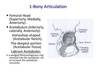 hip biomechanics, a simple presentation for beginners | PPT