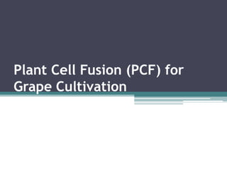 Plant Cell Fusion (PCF) for
Grape Cultivation
 