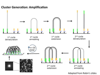 diol diol
1st cycle
denaturation
1st cycle
annealing
diol diol
n=35
total
1st cycle
extension
diol diol diol diol
2nd cycle
denaturation
2nd cycle
annealing
dioldiol diol
Cluster	
  Genera7on:	
  Ampliﬁca7on	
  
diol dioldiol
2nd cycle
extension
Adapted	
  from	
  Robin’s	
  slides	
  
 