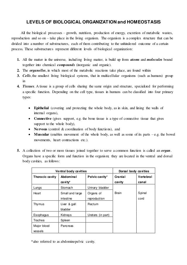 biological hierarchy and homeostasis