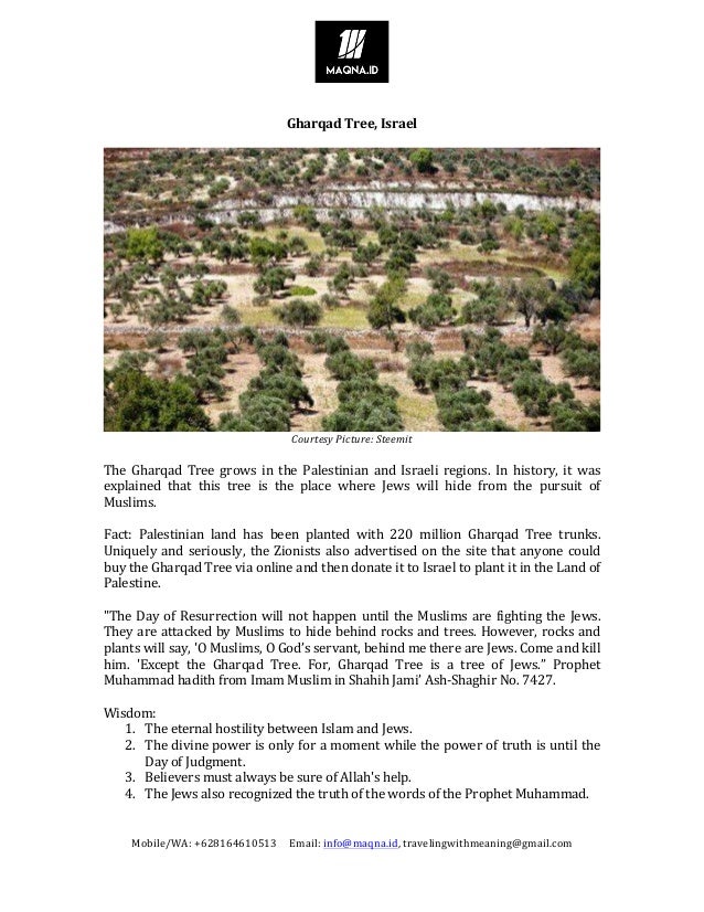 Maqna Id Gharqad Tree Israel