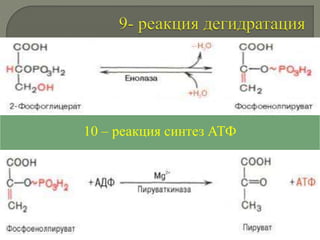 Электронный слайд-лекции №9 (1) Обмен углеводов.pptx