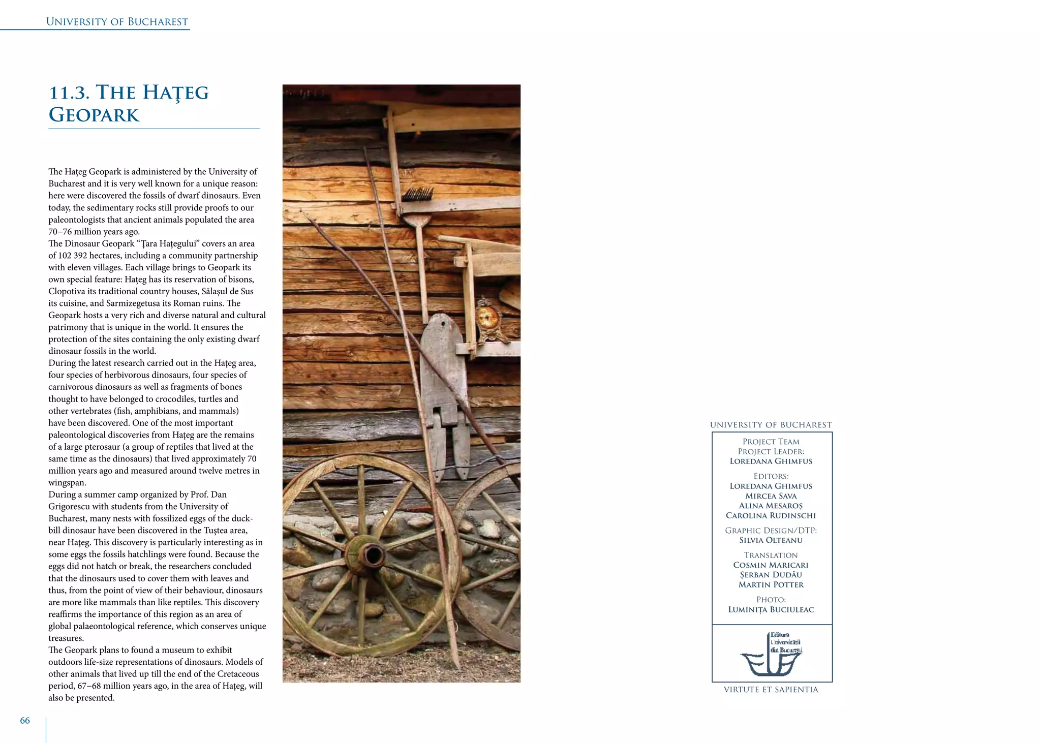 University of Bucharest
66
The Haţeg Geopark is administered by the University of
Bucharest and it is very well known for a unique reason:
here were discovered the fossils of dwarf dinosaurs. Even
today, the sedimentary rocks still provide proofs to our
paleontologists that ancient animals populated the area
70−76 million years ago.
The Dinosaur Geopark “Ţara Haţegului” covers an area
of 102 392 hectares, including a community partnership
with eleven villages. Each village brings to Geopark its
own special feature: Haţeg has its reservation of bisons,
Clopotiva its traditional country houses, Sălaşul de Sus
its cuisine, and Sarmizegetusa its Roman ruins. The
Geopark hosts a very rich and diverse natural and cultural
patrimony that is unique in the world. It ensures the
protection of the sites containing the only existing dwarf
dinosaur fossils in the world.
During the latest research carried out in the Haţeg area,
four species of herbivorous dinosaurs, four species of
carnivorous dinosaurs as well as fragments of bones
thought to have belonged to crocodiles, turtles and
other vertebrates (fish, amphibians, and mammals)
have been discovered. One of the most important
paleontological discoveries from Haţeg are the remains
of a large pterosaur (a group of reptiles that lived at the
same time as the dinosaurs) that lived approximately 70
million years ago and measured around twelve metres in
wingspan.
During a summer camp organized by Prof. Dan
Grigorescu with students from the University of
Bucharest, many nests with fossilized eggs of the duck-
bill dinosaur have been discovered in the Tuştea area,
near Haţeg. This discovery is particularly interesting as in
some eggs the fossils hatchlings were found. Because the
eggs did not hatch or break, the researchers concluded
that the dinosaurs used to cover them with leaves and
thus, from the point of view of their behaviour, dinosaurs
are more like mammals than like reptiles. This discovery
reaffirms the importance of this region as an area of
global palaeontological reference, which conserves unique
treasures.
The Geopark plans to found a museum to exhibit
outdoors life-size representations of dinosaurs. Models of
other animals that lived up till the end of the Cretaceous
period, 67−68 million years ago, in the area of Haţeg, will
also be presented.
11.3. The Haţeg
Geopark
university of bucharest
virtute et sapientia
Project Team
Project Leader:
Loredana Ghimfus
Editors:
Loredana Ghimfus
Mircea Sava
Alina Mesaroș
Carolina Rudinschi
Graphic Design/DTP:
Silvia Olteanu
Translation
Cosmin Maricari
Șerban Dudău
Martin Potter
Photo:
Luminița Buciuleac
 