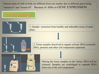Microarray technique | PPTX