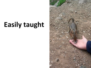Easily taught
 