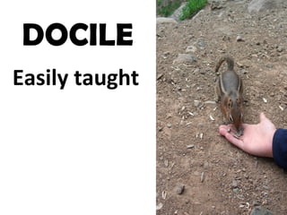 DOCILE
Easily taught
 