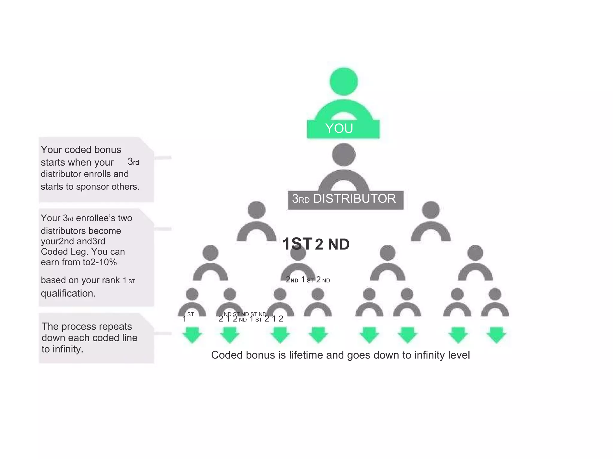 YOU Your coded bonus starts when your 3 rd distributor enrolls and starts to sponsor others. 3 RD  DISTRIBUTOR Your 3 rd  enrollee’s two distributors become your2nd and3rd Coded Leg. You can earn from to2-10% based on your rank  1  ST qualification. ST 1 The process repeats down each coded line to infinity. 1ST   2 ND 2 ND  1  ST  2  ND ND ST ND ST ND 2 1 2  ND  1  ST  2 1 2 Coded bonus is lifetime and goes down to infinity level 