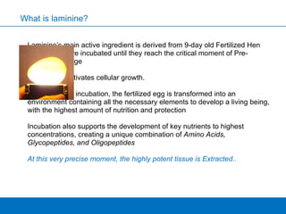 Laminine’s main active ingredient is derived from 9-day old Fertilized Hen Eggs, which are incubated until they reach the critical moment of Pre-Embryonic Stage Fertilization activates cellular growth.  After 9 days of incubation, the fertilized egg is transformed into an environment containing all the necessary elements to develop a living being, with the highest amount of nutrition and protection  Incubation also supports the development of key nutrients to highest concentrations, creating a unique combination of  Amino Acids, Glycopeptides, and Oligopeptides At this very precise moment, the highly potent tissue is Extracted.. What is laminine? 