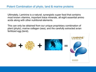 Potent Combination of phyto, land & marine proteins Ultimately, Laminine is a natural, synergistic super food that contains most known vitamins, important trace minerals, all eight essential amino acids along with other nutritional elements. This can only be obtained from our unique proprietary combination of plant (phyto), marine collagen (sea), and the carefully extracted avian fertilized egg (land). 