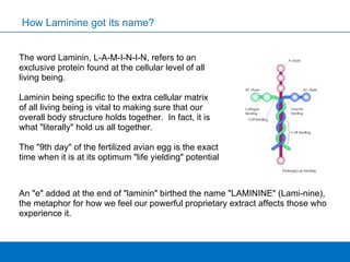 The word Laminin, L-A-M-I-N-I-N, refers to an exclusive protein found at the cellular level of all living being.  Laminin being specific to the extra cellular matrix  of all living being is vital to making sure that our overall body structure holds together.  In fact, it is what "literally" hold us all together.    The "9th day" of the fertilized avian egg is the exact time when it is at its optimum "life yielding" potential How Laminine got its name? An "e" added at the end of "laminin" birthed the name "LAMININE" (Lami-nine), the metaphor for how we feel our powerful proprietary extract affects those who experience it.  