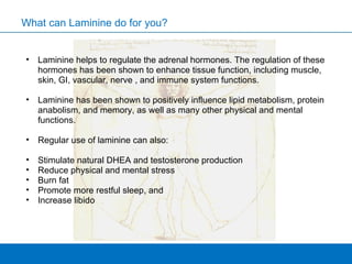 Laminine helps to regulate the adrenal hormones. The regulation of these hormones has been shown to enhance tissue function, including muscle, skin, GI, vascular, nerve , and immune system functions.  Laminine has been shown to positively influence lipid metabolism, protein anabolism, and memory, as well as many other physical and mental functions.  Regular use of laminine can also:  Stimulate natural DHEA and testosterone production Reduce physical and mental stress Burn fat Promote more restful sleep, and  Increase libido What can Laminine do for you? 