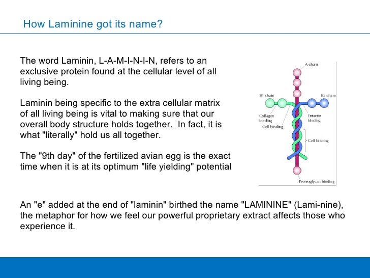 LAMININE