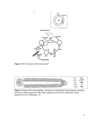 Figure 1. M13 lifecycle within the bacteria4
Figure 2. Mature M13 bacteriophage. Proteins not represented in this diagram, including
protein II, while not present in the mature phage are involved in replication. Figure
prepared by Evan Tallmadge ’10.
4
 