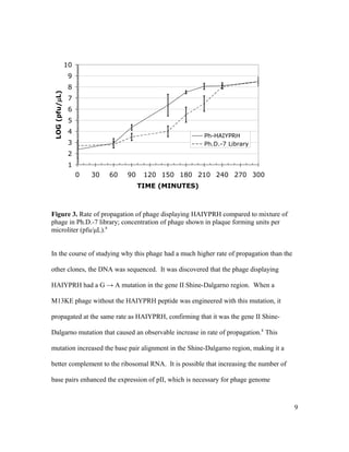 1
2
3
4
5
6
7
8
9
10
0 30 60 90 120 150 180 210 240 270 300
TIME (MINUTES)
LOG(pfu/µL)
Ph-HAIYPRH
Ph.D.-7 Library
Figure 3. Rate of propagation of phage displaying HAIYPRH compared to mixture of
phage in Ph.D.-7 library; concentration of phage shown in plaque forming units per
microliter (pfu/μL).8
In the course of studying why this phage had a much higher rate of propagation than the
other clones, the DNA was sequenced. It was discovered that the phage displaying
HAIYPRH had a G → A mutation in the gene II Shine-Dalgarno region. When a
M13KE phage without the HAIYPRH peptide was engineered with this mutation, it
propagated at the same rate as HAIYPRH, confirming that it was the gene II Shine-
Dalgarno mutation that caused an observable increase in rate of propagation.8
This
mutation increased the base pair alignment in the Shine-Dalgarno region, making it a
better complement to the ribosomal RNA. It is possible that increasing the number of
base pairs enhanced the expression of pII, which is necessary for phage genome
9
 