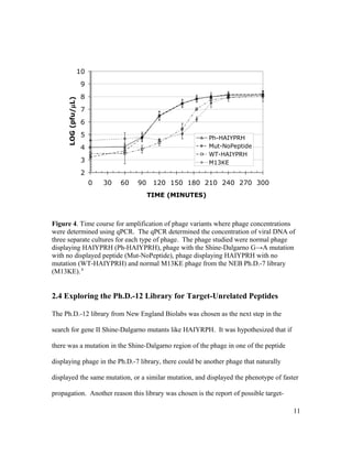 2
3
4
5
6
7
8
9
10
0 30 60 90 120 150 180 210 240 270 300
TIME (MINUTES)
LOG(pfu/µL)
Ph-HAIYPRH
Mut-NoPeptide
WT-HAIYPRH
M13KE
Figure 4. Time course for amplification of phage variants where phage concentrations
were determined using qPCR. The qPCR determined the concentration of viral DNA of
three separate cultures for each type of phage. The phage studied were normal phage
displaying HAIYPRH (Ph-HAIYPRH), phage with the Shine-Dalgarno G→A mutation
with no displayed peptide (Mut-NoPeptide), phage displaying HAIYPRH with no
mutation (WT-HAIYPRH) and normal M13KE phage from the NEB Ph.D.-7 library
(M13KE).8
2.4 Exploring the Ph.D.-12 Library for Target-Unrelated Peptides
The Ph.D.-12 library from New England Biolabs was chosen as the next step in the
search for gene II Shine-Dalgarno mutants like HAIYRPH. It was hypothesized that if
there was a mutation in the Shine-Dalgarno region of the phage in one of the peptide
displaying phage in the Ph.D.-7 library, there could be another phage that naturally
displayed the same mutation, or a similar mutation, and displayed the phenotype of faster
propagation. Another reason this library was chosen is the report of possible target-
11
 