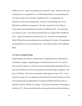 10,000 rpm at 4°C. Again, the supernatant was removed as waste. The pellet in the cold
centrifuge tube was resuspended in 1 mL TBS and transferred to a microcentrifuge tube.
This tube was spun for five minutes at 10,000 rpm at 4°C. The supernatant was
transferred to a new microcentrifuge tube. In the new microcentrifuge tube, 170 µL
PEG/NaCl was added to the supernatant. This tube was placed on ice for fifteen to
twenty minutes and centrifuged for ten minutes at 10,000 rpm at 4°C. The supernatant
was removed as waste. The cold microcentrifuge tube was respun briefly at 10,000 rpm
at 4°C. Again, the supernatant was removed as waste. The pellet was resuspended in
200 µL TBS and the microcentrifuge tube was centrifuged for 1 minute. The supernatant
was transferred to a new microcentrifuge tube. The resulting solution was the amplified
phage.
3.3.2 Titer of Amplified Phage
Amplified phage were titered to confirm success of amplification and to determine the
concentration of phage. Amplified phage were diluted by factors of 109
, 1010
, and 1011
.
This was done by taking 1 µL of the most recently amplified phage and adding 999 µL of
autoclaved LB Broth to a fresh microcentrifuge tube and then mixing via pipetman. This
gave a 103
dilution. This process was repeated to dilute phage to a factor of 109
. Next, a
dilution by a factor of 101
was prepared by transferring 10 µL of the 109
dilution to a fresh
microcentrifuge tube and adding 900 µL of autoclaved LB Broth and then mixing via
pipetman to achieve a dilution of 1010
phage. This process was repeated to dilute phage to
a dilution of 1011
. Mixing was performed by sucking up the solution and then returning it
16
 