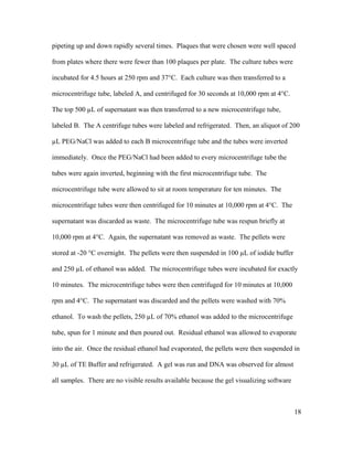 pipeting up and down rapidly several times. Plaques that were chosen were well spaced
from plates where there were fewer than 100 plaques per plate. The culture tubes were
incubated for 4.5 hours at 250 rpm and 37°C. Each culture was then transferred to a
microcentrifuge tube, labeled A, and centrifuged for 30 seconds at 10,000 rpm at 4°C.
The top 500 µL of supernatant was then transferred to a new microcentrifuge tube,
labeled B. The A centrifuge tubes were labeled and refrigerated. Then, an aliquot of 200
µL PEG/NaCl was added to each B microcentrifuge tube and the tubes were inverted
immediately. Once the PEG/NaCl had been added to every microcentrifuge tube the
tubes were again inverted, beginning with the first microcentrifuge tube. The
microcentrifuge tube were allowed to sit at room temperature for ten minutes. The
microcentrifuge tubes were then centrifuged for 10 minutes at 10,000 rpm at 4°C. The
supernatant was discarded as waste. The microcentrifuge tube was respun briefly at
10,000 rpm at 4°C. Again, the supernatant was removed as waste. The pellets were
stored at -20 °C overnight. The pellets were then suspended in 100 µL of iodide buffer
and 250 µL of ethanol was added. The microcentrifuge tubes were incubated for exactly
10 minutes. The microcentrifuge tubes were then centrifuged for 10 minutes at 10,000
rpm and 4°C. The supernatant was discarded and the pellets were washed with 70%
ethanol. To wash the pellets, 250 µL of 70% ethanol was added to the microcentrifuge
tube, spun for 1 minute and then poured out. Residual ethanol was allowed to evaporate
into the air. Once the residual ethanol had evaporated, the pellets were then suspended in
30 µL of TE Buffer and refrigerated. A gel was run and DNA was observed for almost
all samples. There are no visible results available because the gel visualizing software
18
 