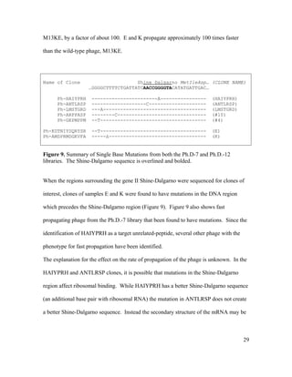 M13KE, by a factor of about 100. E and K propagate approximately 100 times faster
than the wild-type phage, M13KE.
Name of Clone Shine Dalgarno MetIleAsp… (CLONE NAME)
…GGGGCTTTTCTGATTATCAACCGGGGTACATATGATTGAC…
Ph-HAIYPRH -----------------------A---------------- (HAIYPRH)
Ph-ANTLRSP -------------------C-------------------- (ANTLRSP)
Ph-LMSTGRD ---A------------------------------------ (LMSTGRD)
Ph-ARPPASP --------C------------------------------- (#10)
Ph-GKPMPPM --T------------------------------------- (#4)
Ph-KDTNIYDQRYSR --T------------------------------------- (E)
Ph-AMSPRMDGKVFA -----Δ---------------------------------- (K)
Figure 9. Summary of Single Base Mutations from both the Ph.D-7 and Ph.D.-12
libraries. The Shine-Dalgarno sequence is overlined and bolded.
When the regions surrounding the gene II Shine-Dalgarno were sequenced for clones of
interest, clones of samples E and K were found to have mutations in the DNA region
which precedes the Shine-Dalgarno region (Figure 9). Figure 9 also shows fast
propagating phage from the Ph.D.-7 library that been found to have mutations. Since the
identification of HAIYPRH as a target unrelated-peptide, several other phage with the
phenotype for fast propagation have been identified.
The explanation for the effect on the rate of propagation of the phage is unknown. In the
HAIYPRH and ANTLRSP clones, it is possible that mutations in the Shine-Dalgarno
region affect ribosomal binding. While HAIYPRH has a better Shine-Dalgarno sequence
(an additional base pair with ribosomal RNA) the mutation in ANTLRSP does not create
a better Shine-Dalgarno sequence. Instead the secondary structure of the mRNA may be
29
 