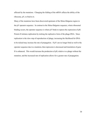 affected by the mutations. Changing the folding of the mRNA affects the ability of the
ribosome, pV, to bind to it.
Many of the mutations have been discovered upstream of the Shine-Dalgarno region in
the pV operator sequence. In contrast to the Shine-Dalgarno sequence, where ribosomal
binding occurs, the operator sequence is where pV binds to repress the expression of pII.
Protein II initiates replication by nicking the replicative form of the phage DNA. Since
replication is the slow step of reproduction of phage, increasing the likelihood for DNA
to be nicked may increase the rate of propagation. If pV can no longer bind as well to the
operator sequence due to a mutation, then repression is decreased and translation of gene
II is enhanced. This would increase the production of pII, relative to a phage without the
mutation, and the increased rate of replication allows for a greater rate of propagation.
30
 