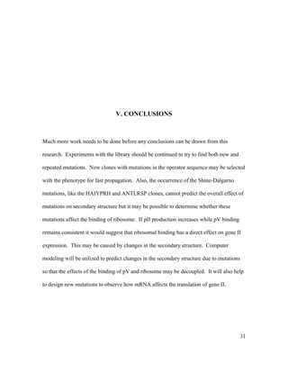 V. CONCLUSIONS
Much more work needs to be done before any conclusions can be drawn from this
research. Experiments with the library should be continued to try to find both new and
repeated mutations. New clones with mutations in the operator sequence may be selected
with the phenotype for fast propagation. Also, the occurrence of the Shine-Dalgarno
mutations, like the HAIYPRH and ANTLRSP clones, cannot predict the overall effect of
mutations on secondary structure but it may be possible to determine whether these
mutations affect the binding of ribosome. If pII production increases while pV binding
remains consistent it would suggest that ribosomal binding has a direct effect on gene II
expression. This may be caused by changes in the secondary structure. Computer
modeling will be utilized to predict changes in the secondary structure due to mutations
so that the effects of the binding of pV and ribosome may be decoupled. It will also help
to design new mutations to observe how mRNA affects the translation of gene II.
31
 