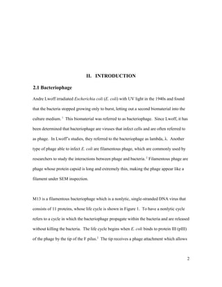 II. INTRODUCTION
2.1 Bacteriophage
Andre Lwoff irradiated Escherichia coli (E. coli) with UV light in the 1940s and found
that the bacteria stopped growing only to burst, letting out a second biomaterial into the
culture medium. 1
This biomaterial was referred to as bacteriophage. Since Lwoff, it has
been determined that bacteriophage are viruses that infect cells and are often referred to
as phage. In Lwoff’s studies, they referred to the bacteriophage as lambda, λ. Another
type of phage able to infect E. coli are filamentous phage, which are commonly used by
researchers to study the interactions between phage and bacteria.2
Filamentous phage are
phage whose protein capsid is long and extremely thin, making the phage appear like a
filament under SEM inspection.
M13 is a filamentous bacteriophage which is a nonlytic, single-stranded DNA virus that
consists of 11 proteins, whose life cycle is shown in Figure 1. To have a nonlytic cycle
refers to a cycle in which the bacteriophage propagate within the bacteria and are released
without killing the bacteria. The life cycle begins when E. coli binds to protein III (pIII)
of the phage by the tip of the F pilus.2
The tip receives a phage attachment which allows
2
 