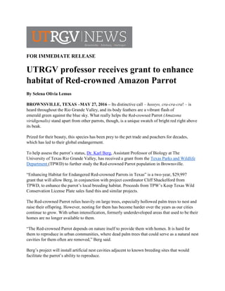 FOR IMMEDIATE RELEASE
UTRGV professor receives grant to enhance
habitat of Red-crowned Amazon Parrot
By Selena Olivia Lemus
BROWNSVILLE, TEXAS –MAY 27, 2016 – Its distinctive call – heeeyo, cra-cra-cra! – is
heard throughout the Rio Grande Valley, and its body feathers are a vibrant flash of
emerald green against the blue sky. What really helps the Red-crowned Parrot (Amazona
viridigenalis) stand apart from other parrots, though, is a unique swatch of bright red right above
its beak.
Prized for their beauty, this species has been prey to the pet trade and poachers for decades,
which has led to their global endangerment.
To help assess the parrot’s status, Dr. Karl Berg, Assistant Professor of Biology at The
University of Texas Rio Grande Valley, has received a grant from the Texas Parks and Wildlife
Department (TPWD) to further study the Red-crowned Parrot population in Brownsville.
“Enhancing Habitat for Endangered Red-crowned Parrots in Texas” is a two-year, $29,997
grant that will allow Berg, in conjunction with project coordinator Cliff Shackelford from
TPWD, to enhance the parrot’s local breeding habitat. Proceeds from TPW’s Keep Texas Wild
Conservation License Plate sales fund this and similar projects.
The Red-crowned Parrot relies heavily on large trees, especially hollowed palm trees to nest and
raise their offspring. However, nesting for them has become harder over the years as our cities
continue to grow. With urban intensification, formerly underdeveloped areas that used to be their
homes are no longer available to them.
“The Red-crowned Parrot depends on nature itself to provide them with homes. It is hard for
them to reproduce in urban communities, where dead palm trees that could serve as a natural nest
cavities for them often are removed,” Berg said.
Berg’s project will install artificial nest cavities adjacent to known breeding sites that would
facilitate the parrot’s ability to reproduce.
 