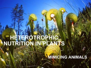 HETEROTROPHIC NUTRITION IN PLANTS MIMICING ANIMALS 