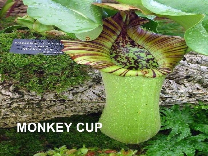 HETEROTROPHIC NUTRITION IN PLANTS