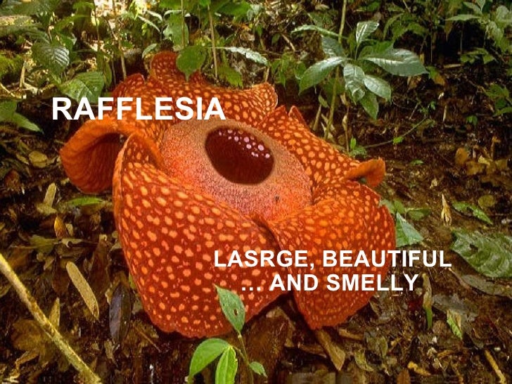 HETEROTROPHIC NUTRITION IN PLANTS