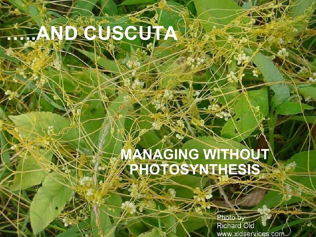 HETEROTROPHIC NUTRITION IN PLANTS