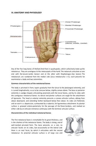 VI. ANATOMY AND PHYSIOLOGY
Any of the five long bones of thefoot (hind feet in quadrupeds), which collectively make up the
metatarsus. They are analogous to the metacarpals of the hand. The metarsals articulate at one
end with the tarsals (ankle bones) and at the other with thephalanges (toe bones). The
metatarsals are numbered from the medial side (ossa metatarsalia I.-V.); each presents for
examination a body and two extremities.
Common characteristics of the metatarsal bones
The body is prismoid in form, tapers gradually from the tarsal to the phalangeal extremity, and
is curved longitudinally, so as to be concave below, slightly convex above. The base or posterior
extremity is wedge-shaped, articulating proximally with the tarsal bones, and by its sides with
the contiguous metatarsal bones: its dorsal and plantar surfaces are rough for the attachment
of ligaments. The head or anterior extremity presents a convex articular surface, oblong from
above downward, and extending farther backward below than above. Its sides are flattened,
and on each is a depression, surmounted by a tubercle, for ligamentous attachment. Its plantar
surface is grooved antero-posteriorly for the passage of the flexor tendons, and marked on
either side by an articular eminence continuous with the terminal articular surface.
Characteristics of the individual metatarsal bones
The first metatarsal bone is remarkable for its great thickness, and
is the shortest of the metatarsal bones. The body is strong, and of
well-marked prismoid form. The base presents, as a rule, no
articular facets on its sides, but occasionally on the lateral side
there is an oval facet, by which it articulates with the second
metatarsal. Its proximal articular surface is of large size and
 