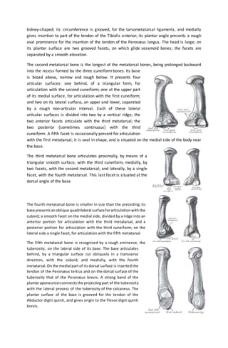 kidney-shaped; its circumference is grooved, for the tarsometatarsal ligaments, and medially
gives insertion to part of the tendon of the Tibialis anterior; its plantar angle presents a rough
oval prominence for the insertion of the tendon of the Peronæus longus. The head is large; on
its plantar surface are two grooved facets, on which glide sesamoid bones; the facets are
separated by a smooth elevation.
The second metatarsal bone is the longest of the metatarsal bones, being prolonged backward
into the recess formed by the three cuneiform bones. Its base
is broad above, narrow and rough below. It presents four
articular surfaces: one behind, of a triangular form, for
articulation with the second cuneiform; one at the upper part
of its medial surface, for articulation with the first cuneiform;
and two on its lateral surface, an upper and lower, separated
by a rough non-articular interval. Each of these lateral
articular surfaces is divided into two by a vertical ridge; the
two anterior facets articulate with the third metatarsal; the
two posterior (sometimes continuous) with the third
cuneiform. A fifth facet is occasionally present for articulation
with the first metatarsal; it is oval in shape, and is situated on the medial side of the body near
the base.
The third metatarsal bone articulates proximally, by means of a
triangular smooth surface, with the third cuneiform; medially, by
two facets, with the second metatarsal; and laterally, by a single
facet, with the fourth metatarsal. This last facet is situated at the
dorsal angle of the base
The fourth metatarsal bone is smaller in size than the preceding; its
base presentsanoblique quadrilateral surface forarticulationwith the
cuboid; a smooth facet on the medial side, divided by a ridge into an
anterior portion for articulation with the third metatarsal, and a
posterior portion for articulation with the third cuneiform; on the
lateral side a single facet, for articulation with the fifth metatarsal.
The fifth metatarsal bone is recognized by a rough eminence, the
tuberosity, on the lateral side of its base. The base articulates
behind, by a triangular surface cut obliquely in a transverse
direction, with the cuboid; and medially, with the fourth
metatarsal.Onthe medial part of its dorsal surface is inserted the
tendon of the Peronæus tertius and on the dorsal surface of the
tuberosity that of the Peronæus brevis. A strong band of the
plantaraponeurosis connectsthe projectingpart of the tuberosity
with the lateral process of the tuberosity of the calcaneus. The
plantar surface of the base is grooved for the tendon of the
Abductor digiti quinti, and gives origin to the Flexor digiti quinti
brevis.
 
