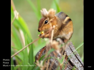 mimi
Photos
Picasa
Music « mes amis les « écureuils » :
 