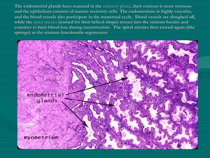 Female Reproductive System