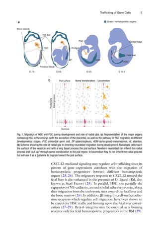 5
Trafficking of Stem Cells
CXCL12-mediated ­
signaling may regulate cell trafficking since its
pattern of gene expressions correlates with the migration of
hematopoietic progenitors between different hematopoietic
organs (23, 24). The migratory response to CXCL12 toward the
fetal liver is also enhanced in the presence of kit ligand (Ktl, also
known as Steel Factor) (25). In parallel, HSC lose partially the
expression of VE-cadherin, an endothelial adhesive protein, along
their migration from the embryonic sites toward the fetal liver and
the bone marrow (26). In addition, b1 integrins, cell-surface adhe-
sion receptors which regulate cell migration, have been shown to
be crucial for HSC traffic and homing upon the fetal liver coloni-
zation (27–29). Beta-6 integrins may be essential as a homing
receptor only for fetal hematopoietic progenitors in the BM (29).
Fig. 1. Migration of HSC and PGC during development and role of radial glia. (a) Representation of the major organs
containing HSC in the embryo (with the exception of the placenta), as well as the pathway of PGC migration at different
developmental stages. PGC primordial germ cell, SP splancnopleura, AGM aorta-gonad-mesonephros, AL allantois.
(b) Scheme showing the role of radial glia in directing neuroblast migration during development. Radial glia cells touch
the surface of the ventricle and with a long basal process the pial surface. Newborn neuroblast can inherit this radial
process and “pull up” through soma translocation to the pial region. In locomotion they do not inherit the radial process
but will use it as a guideline to migrate toward the pial surface.
 