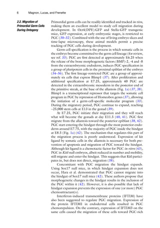 6 Magnon, Lucas, and Frenette
Primordial germ cells can be readily identified and tracked in vivo,
making them an excellent model to study cell migration during
development. In Oct4(DPE):GFP and Stella-GFP transgenic
mice, GFP expression, at early embryonic stages, is restricted to
PGC (30–32). Combined with the use of living embryo slices and
time-lapse microscopy, these animal models permit a precise
tracking of PGC cells during development.
Germ cell specification is the process in which somatic cells in
the embryo become committed to the germ cell lineage (for review,
see ref. 33). PGC are first detected at approximately E6.25 when
the release of the bone morphogenetic factors (BMP)-2, -4 and -8
from the extraembryonic endoderm, induces PGC specification in
a group of pluripotent cells in the proximal epiblast of the embryo
(34–36). The first lineage-restricted PGC are a group of approxi-
mately six cells that express Blimp1 (37). After proliferation and
additional specification at E7.25, approximately 40 PGC are
detected in the extraembryonic mesoderm in the posterior end of
the primitive streak, at the base of the allantois (Fig. 1a) (37, 38).
Blimp1 is a transcriptional repressor that targets the somatic cell
program in PGC by repression of Homeobox genes (37), allowing
the initiation of a germ-cell-specific molecular program (33).
During the migratory period, PGC continue to expand, reaching
~25,000 stem cells at E13 in the gonad (39).
At E7.25, PGC initiate their migration and they will reach
what will become the gonads at day E11.5 (40, 41). PGC first
migrate from the allantois toward the posterior epiblast (38, 42).
PGC start entering the hindgut through the most posterior endo-
derm around E7.75, with the majority of PGC inside the hindgut
at E8.5 (Fig. 1a) (42). The mechanism that regulates this part of
the migration process is poorly understood. Expression of kit
ligand by somatic cells in the allantois is necessary for both pre-
vention of apoptosis and migration of PGC toward the hindgut.
Although kit ligand is a chemotactic factor for PGC in vitro (43),
PGC in Kitl-null embryos, albeit reduced in number and mobility,
still migrate and enter the hindgut. This suggests that Kitl partici-
pates in, but does not direct, migration (38).
Concomitant with PGC migration the hindgut expands.
Using Sox17 null mice, in which hindgut expansion does not
occur, Hara et al. demonstrated that PGC cannot migrate into
the hindgut of Sox17 null mice (42). These authors propose that
morphogenetic changes in the hindgut results in the inclusion of
the PGC within it (42). However, it is also possible that lack of
hindgut expansion prevents the expression of one (or more) PGC
chemoattractant(s).
Interferon-induced transmembrane proteins (IFTIM) have
also been suggested to regulate PGC migration. Expression of
the protein IFTIM1 in endodermal cells resulted in PGC
chemorepulsion. On the contrary, expression of IFTIM3 on the
same cells caused the migration of these cells toward PGC-rich
2.2. Migration of
Primordial Germ Cells
During Ontogeny
 