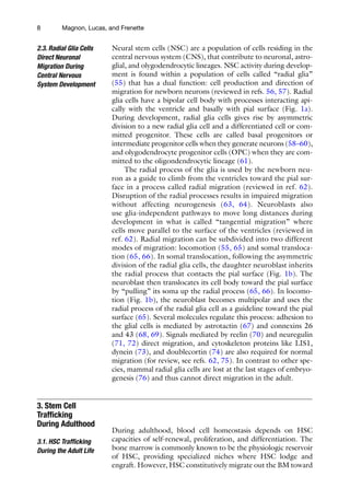 8 Magnon, Lucas, and Frenette
Neural stem cells (NSC) are a population of cells residing in the
central nervous system (CNS), that contribute to neuronal, astro-
glial, and olygodendrocytic lineages. NSC activity during develop-
ment is found within a population of cells called “radial glia”
(55) that has a dual function: cell production and direction of
migration for newborn neurons (reviewed in refs. 56, 57). Radial
glia cells have a bipolar cell body with processes interacting api-
cally with the ventricle and basally with pial surface (Fig. 1a).
During development, radial glia cells gives rise by asymmetric
division to a new radial glia cell and a differentiated cell or com-
mitted progenitor. These cells are called basal progenitors or
intermediate progenitor cells when they generate neurons (58–60),
and olygodendrocyte progenitor cells (OPC) when they are com-
mitted to the oligondendrocytic lineage (61).
The radial process of the glia is used by the newborn neu-
ron as a guide to climb from the ventricles toward the pial sur-
face in a process called radial migration (reviewed in ref. 62).
Disruption of the radial processes results in impaired migration
without affecting neurogenesis (63, 64). Neuroblasts also
use glia-independent pathways to move long distances during
development in what is called “tangential migration” where
cells move parallel to the surface of the ventricles (reviewed in
ref. 62). Radial migration can be subdivided into two different
modes of migration: locomotion (55, 65) and somal transloca-
tion (65, 66). In somal translocation, following the asymmetric
division of the radial glia cells, the daughter neuroblast inherits
the radial process that contacts the pial surface (Fig. 1b). The
neuroblast then translocates its cell body toward the pial surface
by “pulling” its soma up the radial process (65, 66). In locomo-
tion (Fig. 1b), the neuroblast becomes multipolar and uses the
radial process of the radial glia cell as a guideline toward the pial
surface (65). Several molecules regulate this process: adhesion to
the glial cells is mediated by astrotactin (67) and connexins 26
and 43 (68, 69). Signals mediated by reelin (70) and neuregulin
(71, 72) direct migration, and cytoskeleton proteins like LIS1,
dynein (73), and doublecortin (74) are also required for normal
migration (for review, see refs. 62, 75). In contrast to other spe-
cies, mammal radial glia cells are lost at the last stages of embryo-
genesis (76) and thus cannot direct migration in the adult.
During adulthood, blood cell homeostasis depends on HSC
capacities of self-renewal, proliferation, and differentiation. The
bone marrow is commonly known to be the physiologic reservoir
of HSC, providing specialized niches where HSC lodge and
engraft. However, HSC constitutively migrate out the BM toward
2.3. Radial Glia Cells
Direct Neuronal
Migration During
Central Nervous
System Development
3. Stem Cell
Trafficking
During Adulthood
3.1. HSC Trafficking
During the Adult Life
 
