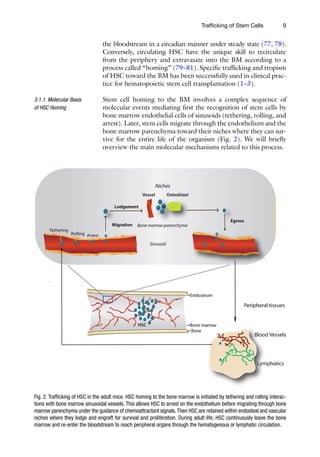 9
Trafficking of Stem Cells
the bloodstream in a circadian manner under steady state (77, 78).
Conversely, circulating HSC have the unique skill to recirculate
from the periphery and extravasate into the BM according to a
process called “homing” (79–81). Specific trafficking and tropism
of HSC toward the BM has been successfully used in clinical prac-
tice for hematopoietic stem cell transplantation (1–3).
Stem cell homing to the BM involves a complex sequence of
molecular events mediating first the recognition of stem cells by
bone marrow endothelial cells of sinusoids (tethering, rolling, and
arrest). Later, stem cells migrate through the endothelium and the
bone marrow parenchyma toward their niches where they can sur-
vive for the entire life of the organism (Fig. 2). We will briefly
overview the main molecular mechanisms related to this process.
3.1.1. Molecular Basis
of HSC Homing
Fig. 2. Trafficking of HSC in the adult mice. HSC homing to the bone marrow is initiated by tethering and rolling interac-
tions with bone marrow sinusoidal vessels. This allows HSC to arrest on the endothelium before migrating through bone
marrow parenchyma under the guidance of chemoattractant signals.Then HSC are retained within endosteal and vascular
niches where they lodge and engraft for survival and proliferation. During adult life, HSC continuously leave the bone
marrow and re-enter the bloodstream to reach peripheral organs through the hematogenous or lymphatic circulation.
 