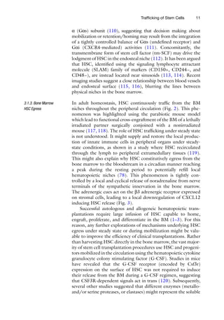 11
Trafficking of Stem Cells
a (Gas) subunit (110), suggesting that decision making about
mobilization or retention/homing may result from the integration
of a tightly controlled balance of Gas (undefined receptor) and
Gai (CXCR4-mediated) activities (111). Concomitantly, the
transmembrane form of stem cell factor (tm-SCF) may drive the
lodgment of HSC in the endosteal niche (112). It has been argued
that HSC, identified using the signaling lymphocyte attractant
molecule (SLAM) family of markers (CD150+, CD244−, and
CD48−), are instead located near sinusoids (113, 114). Recent
imaging studies suggest a close relationship between blood vessels
and endosteal surface (115, 116), blurring the lines between
physical niches in the bone marrow.
In adult homeostasis, HSC continuously traffic from the BM
niches throughout the peripheral circulation (Fig. 2). This phe-
nomenon was highlighted using the parabiotic mouse model
which lead to functional cross-engraftment of the BM of a lethally
irradiated partner surgically conjoined with a nonirradiated
mouse (117, 118). The role of HSC trafficking under steady state
is not understood. It might supply and restore the local produc-
tion of innate immune cells in peripheral organs under steady-
state conditions, as shown in a study where HSC recirculated
through the lymph to peripheral extramedullary tissues (119).
This might also explain why HSC constitutively egress from the
bone marrow to the bloodstream in a circadian manner reaching
a peak during the resting period to potentially refill local
hematopoietic niches (78). This phenomenon is tightly con-
trolled by a local and cyclical release of noradrenaline from nerve
terminals of the sympathetic innervation in the bone marrow.
The adrenergic cues act on the b3 adrenergic receptor expressed
on stromal cells, leading to a local downregulation of CXCL12
inducing HSC release (Fig. 3).
Successful autologous and allogeneic hematopoietic trans-
plantations require large infusion of HSC capable to home,
engraft, proliferate, and differentiate in the BM (1–3). For this
reason, any further explorations of mechanisms underlying HSC
egress under steady state or during mobilization might be valu-
able to improve the efficiency of clinical transplantations. Rather
than harvesting HSC directly in the bone marrow, the vast major-
ity of stem cell transplantation procedures use HSC and progeni-
tors mobilized in the circulation using the hematopoietic cytokine
granulocyte colony stimulating factor (G-CSF). Studies in mice
have revealed that the G-CSF receptor (encoded by Csf3r)
expression on the surface of HSC was not required to induce
their release from the BM during a G-CSF regimen, suggesting
that CSF3R-dependent signals act in trans (120). Subsequently,
several other studies suggested that different enzymes (metallo-
and/or serine proteases, or elastases) might represent the soluble
3.1.3. Bone Marrow
HSC Egress
 