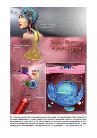 12
Fig.3.Circadian regulation of HSC egress from bone marrow to the circulation.Physiological trafficking of HSC is regulated by the
sympathetic nervous system in a circadian manner. Rhythmic secretion of noradrenaline activates the b3
-adrenergic receptor
(Adrb3) expressed on stromal cells in the BM, inducing degradation of Sp1 transcription factor, and downregulation of Cxcl12
transcription.Reproduced with permission from Magnon,C.and Frenette,P.S.,Hematopoietic stem cell trafficking (July 14,2008),
StemBook, ed.The Stem Cell Research Community, StemBook, doi/10.3824/stembook.1.8.1, http://www.stembook.org.
 