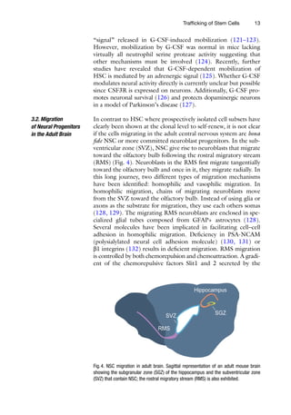 13
Trafficking of Stem Cells
“signal” released in G-CSF-induced mobilization (121–123).
However, mobilization by G-CSF was normal in mice lacking
­
virtually all neutrophil serine protease activity suggesting that
other mechanisms must be involved (124). Recently, further
studies have revealed that G-CSF-dependent mobilization of
HSC is mediated by an adrenergic signal (125). Whether G-CSF
modulates neural activity directly is currently unclear but possible
since CSF3R is expressed on neurons. Additionally, G-CSF pro-
motes neuronal survival (126) and protects dopaminergic ­
neurons
in a model of Parkinson’s disease (127).
In contrast to HSC where prospectively isolated cell subsets have
clearly been shown at the clonal level to self-renew, it is not clear
if the cells migrating in the adult central nervous system are bona
fide NSC or more committed neuroblast progenitors. In the sub-
ventricular zone (SVZ), NSC give rise to neuroblasts that migrate
toward the olfactory bulb following the rostral migratory stream
(RMS) (Fig. 4). Neuroblasts in the RMS first migrate tangentially
toward the olfactory bulb and once in it, they migrate radially. In
this long journey, two different types of migration mechanisms
have been identified: homophilic and vasophilic migration. In
homophilic migration, chains of migrating neuroblasts move
from the SVZ toward the olfactory bulb. Instead of using glia or
axons as the substrate for migration, they use each others somas
(128, 129). The migrating RMS neuroblasts are enclosed in spe-
cialized glial tubes composed from GFAP+ astrocytes (128).
Several molecules have been implicated in facilitating cell–cell
adhesion in homophilic migration. Deficiency in PSA-NCAM
(polysialylated neural cell adhesion molecule) (130, 131) or
b1 integrins (132) results in deficient migration. RMS migration
is controlled by both chemorepulsion and chemoattraction. A gradi-
ent of the chemorepulsive factors Slit1 and 2 secreted by the
3.2. Migration
of Neural Progenitors
in the Adult Brain
Fig.4. NSC migration in adult brain. Sagittal representation of an adult mouse brain
showing the subgranular zone (SGZ) of the hippocampus and the subventricular zone
(SVZ) that contain NSC; the rostral migratory stream (RMS) is also exhibited.
 